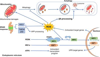 Interplay Between Mitochondrial Oxidative Disorders and Proteostasis in Alzheimer’s Disease